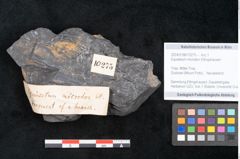 Foto (Objekt + Etikett) von Equisetum microdon Ettingshausen (NHMW-GEO-2024-0188-10275)